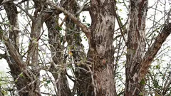 Sova sjedi na drvetu, ali je ne mogu svi vidjeti. Jesi li je uspio uočiti?