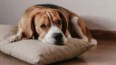 Kako pomoći svom psu da se nosi s usamljenošću: metoda "mirisnog jastuka"