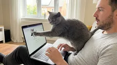 Opsesija mačke svojim vlasnikom: zašto me mačka prati u stopu?