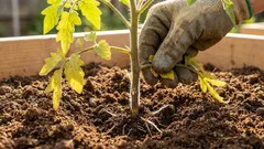 Tajna obilnog uroda: zašto biste trebali ukloniti donje listove sadnica rajčice pri sadnji