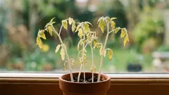 Hitna pomoć: kako nahraniti zakržljale sadnice ako je preostalo samo tjedan dana do sadnje