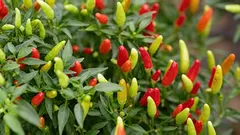 Savršeni papar: zašto ga ne biste smjeli saditi pregušeno i koliko ga udaljiti jednog od drugog