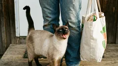 Mačka meowed samo za tebe. Da, dobro si čuo.