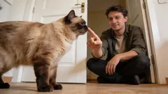 6 osnovnih pravila mačjeg bontona koje bi svaki vlasnik trebao znati