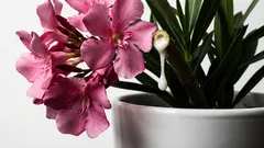 5 popularnih kućnih biljaka koje ne želite vidjeti u svom domu. Lijepe, ali otrovne i hirovite.