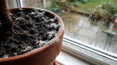 Tlo je prekriveno plijesni ili ga preplavljuju muhe: uzroci i rješenja.