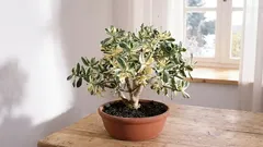 Uzgoj crassule za privlačenje bogatstva i uspjeha u vaš dom