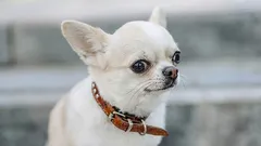 7 pasmina pasa sa smiješnim navikama koje izmame osmijeh na lica njihovih vlasnika i prolaznika