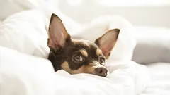 Zašto pas spava na jastuku svog vlasnika? Je li to pogreška u treningu ili znak naklonosti?