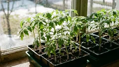 Što posijati za sadnice u ožujku kako ne biste propustili žetvu